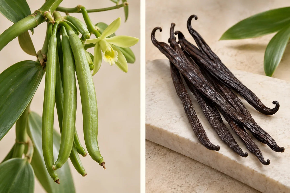 Vanilla: origins and scent discovery