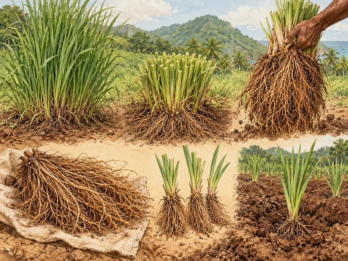 Vetiver: Wurzeln, Anbau und Parfumduft