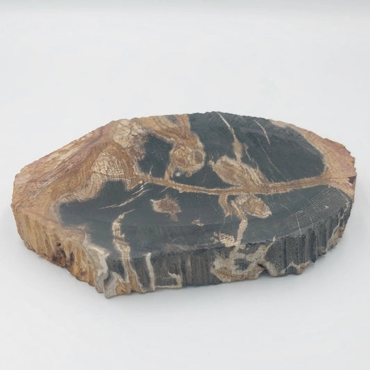 Untersetzer/Seifenschale aus versteinertem Holz, braun-schwarz