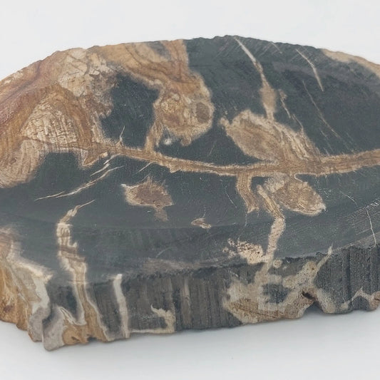 Untersetzer/Seifenschale aus versteinertem Holz, braun-schwarz